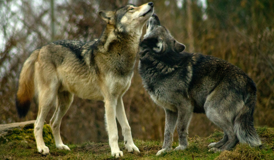 The Story of the Two Wolves